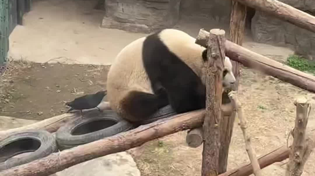 熊猫被乌鸦狂薅屁股上的毛 忍无可忍回头“怒吼”警告