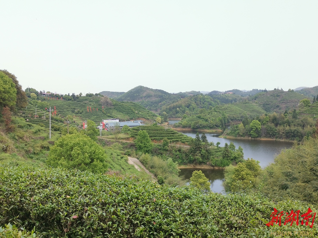 喊山采茶茶文展览耒阳举办首届江头贡茶文化节