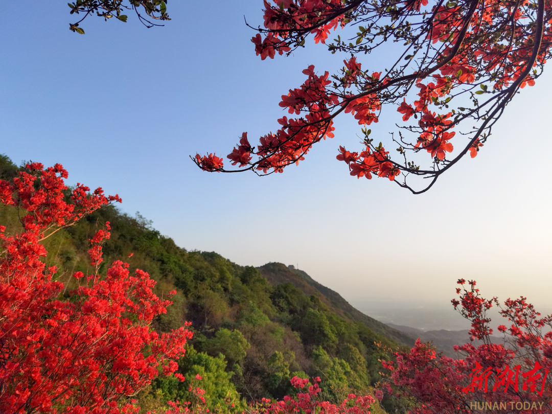 4月16日,临澧县太浮山风景名胜区,高山杜鹃花争相怒放.
