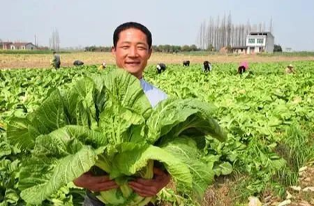 华容芥菜入选湖南省首届农作物十大优异种质资源