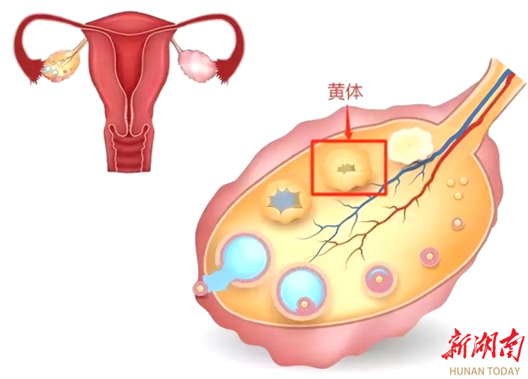 副主任醫師陳喜雲考慮馮女士是