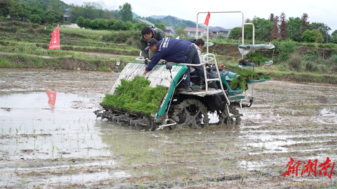 【春耕备耕】鹤城:机械化插秧 扩种再生稻 - 鹤城 - 新湖南