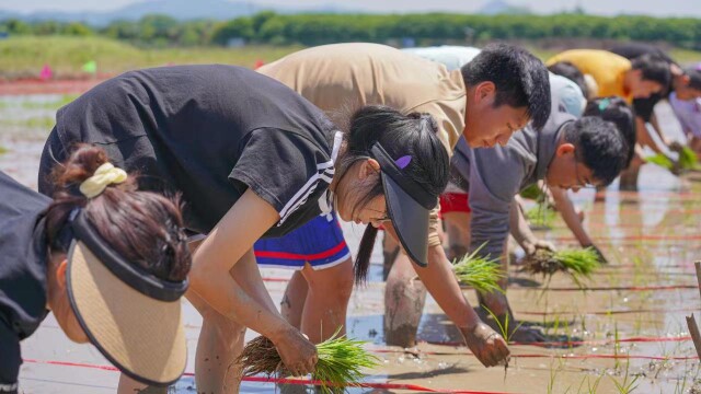 这帮农学生化身“农夫”，在田里搞起了插秧比赛…… - 动态 - 新湖南