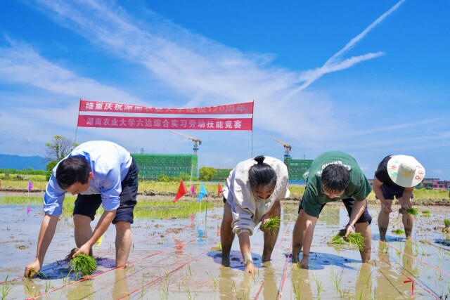 这帮农学生化身“农夫”，在田里搞起了插秧比赛…… - 三湘万象 - 湖南在线 - 华声在线