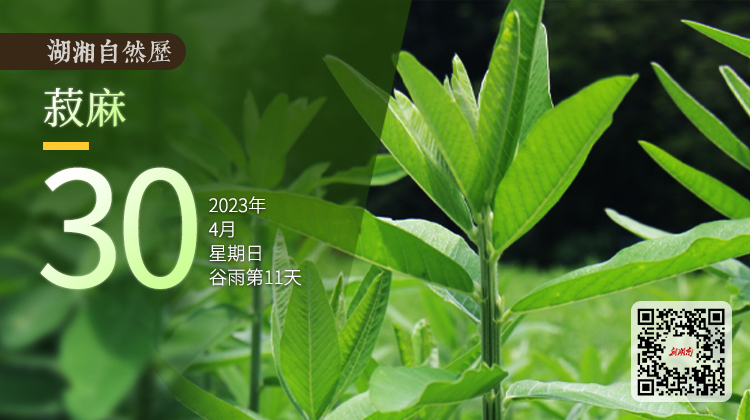 湖湘自然历丨春日话桑麻⑪除了织布制衣，“麻”还能做什么？