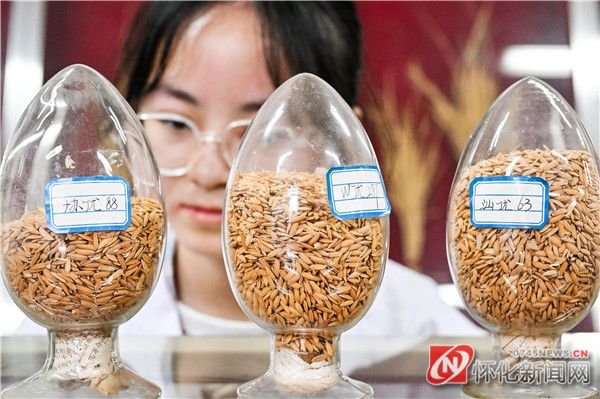 一步一个脚印推进种业振兴—— 怀化,奋力打造“国际种业之都” - 怀化 - 新湖南