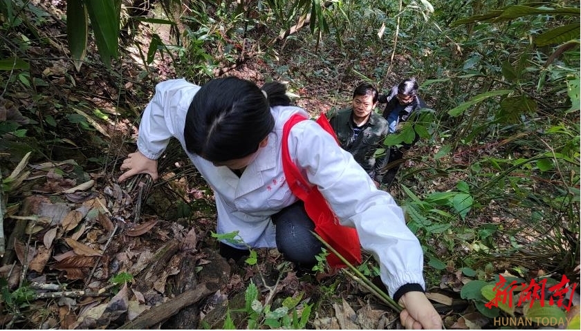 南山国家公园中亚热带常绿阔叶林大型固定样地科研项目落户黄桑_邵阳头条网