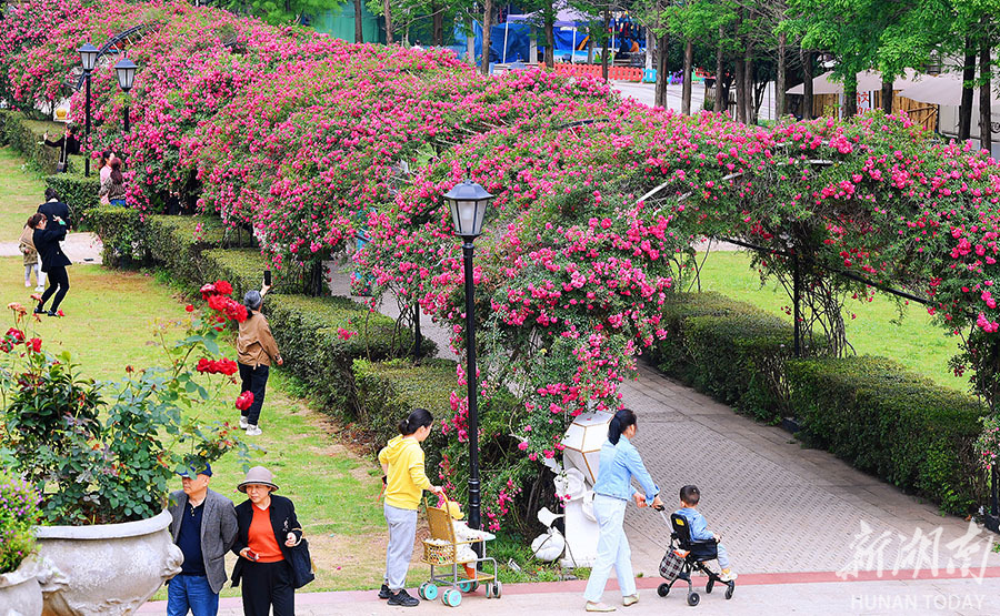 蔷薇长廊花开浪漫