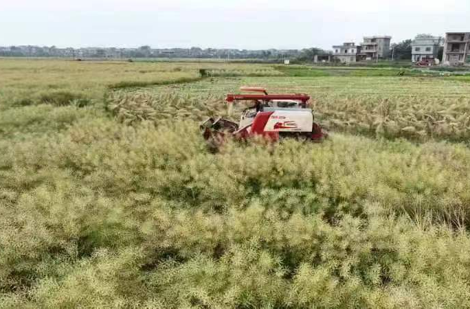 永州油菜迎丰收