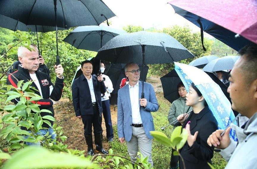 欧洲投资银行代表团到湘考察林业项目