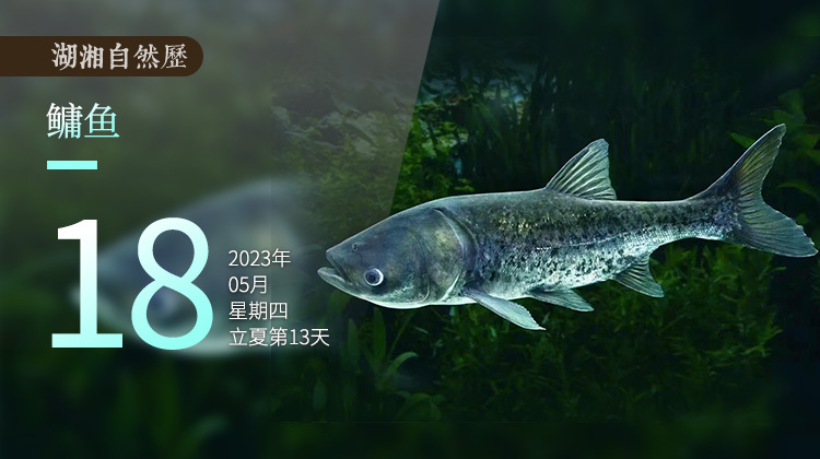 湖湘自然历丨鱼翔浅底②我有大头,但很温柔