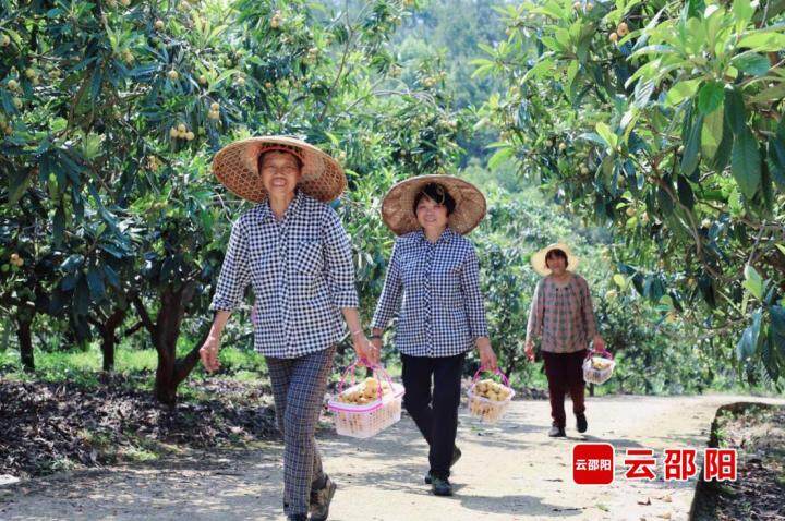 双清区:百亩枇杷喜丰收 “甜蜜产业”助农增收_邵阳头条网