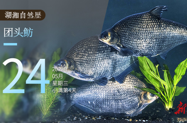 湖湘自然历丨鱼翔浅底⑧武昌鱼是什么鱼