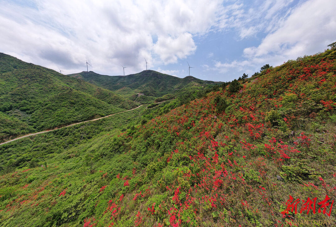 视频 |新宁黄金乡：高山杜鹃开，点燃大瑶山_邵商网