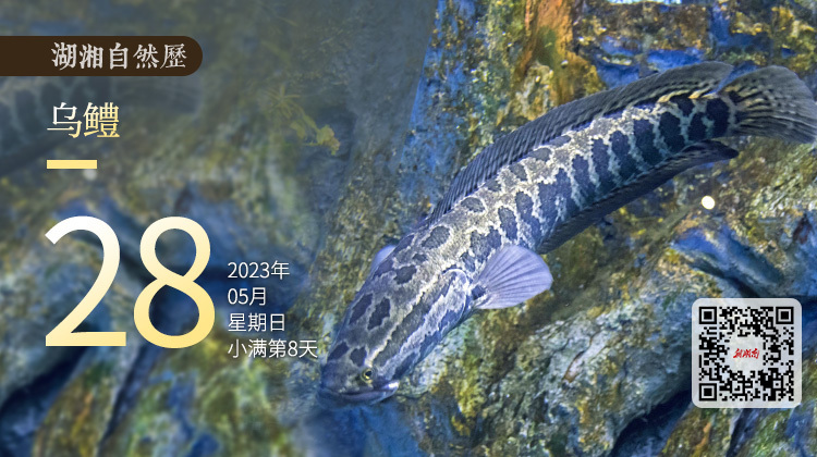 湖湘自然历丨鱼翔浅底⑫淡水霸王，你吃过吗？