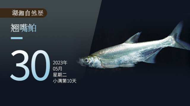 湖湘自然历丨鱼翔浅底⑭长相傲娇，性格刚烈