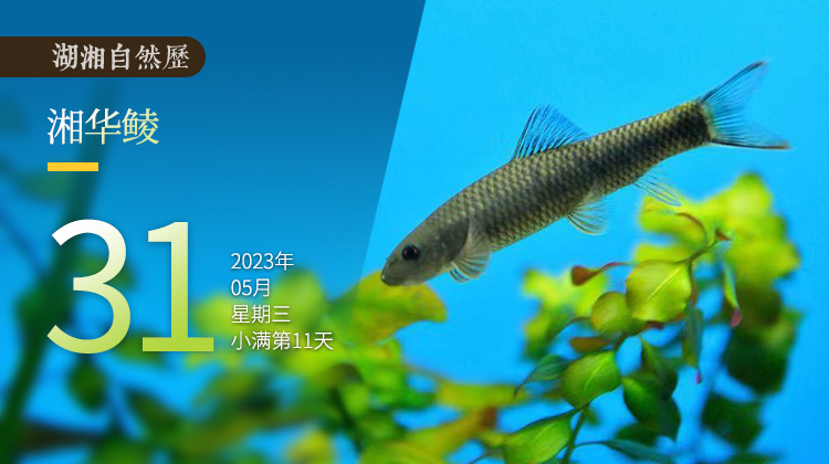 湖湘自然历丨鱼翔浅底⑮你见过金鳞闪闪的鱼吗？
