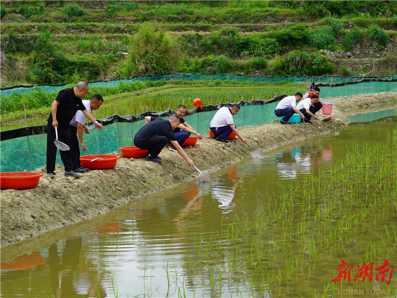 龙山县洗洛镇青龙村举行"稻田综合养虾示范基地"放虾仪式
