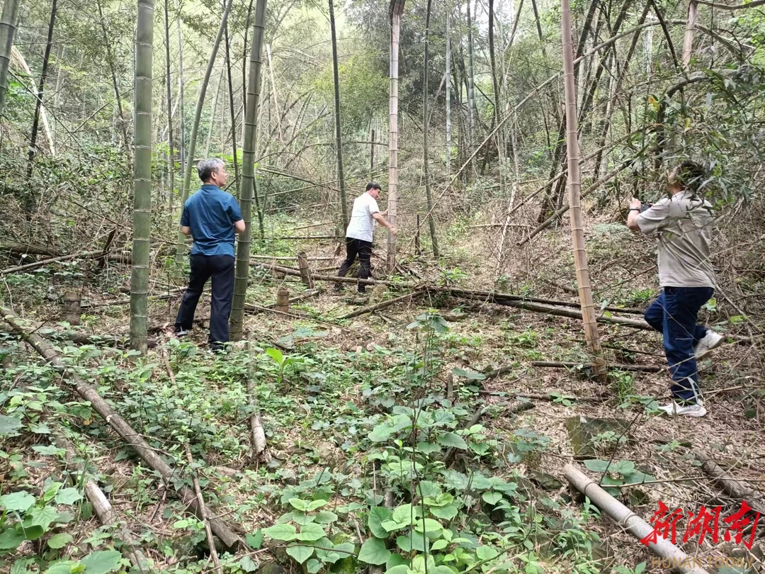 国家林草局中南林业调查规划院专家组为邵阳县南竹林救灾会诊把脉_邵商网