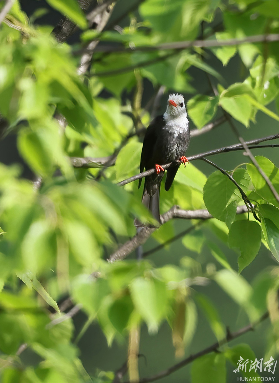 红嘴白头黑羽 叫声像羊似猫-新湖南