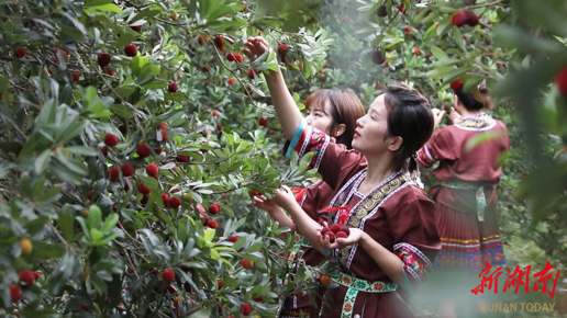 东魁杨梅几月份开花结果