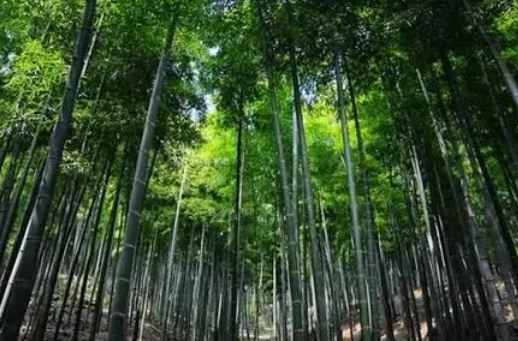 会同县谋划竹产业高质量发展
