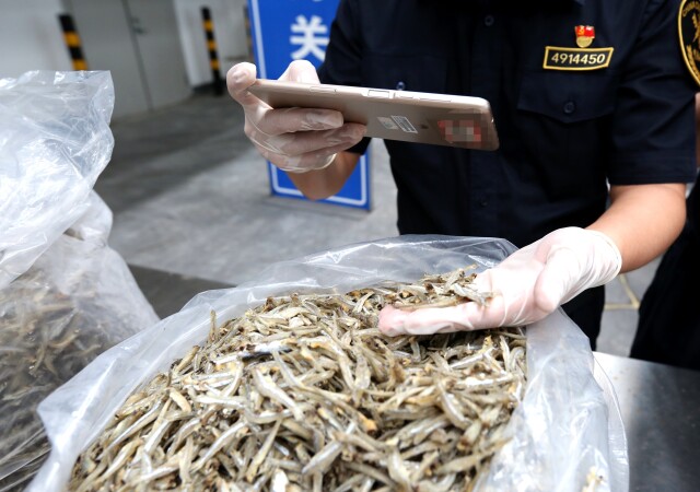 中国首次进口肯尼亚野生鳀鱼产品 首批野生鳀鱼干运抵长沙，参展中非经贸博览会 - 要闻速递 - 新湖南
