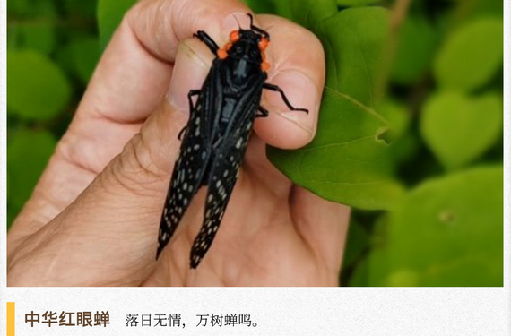 湖湘自然历丨虫鸣夏日②世界上寿命最长的昆虫