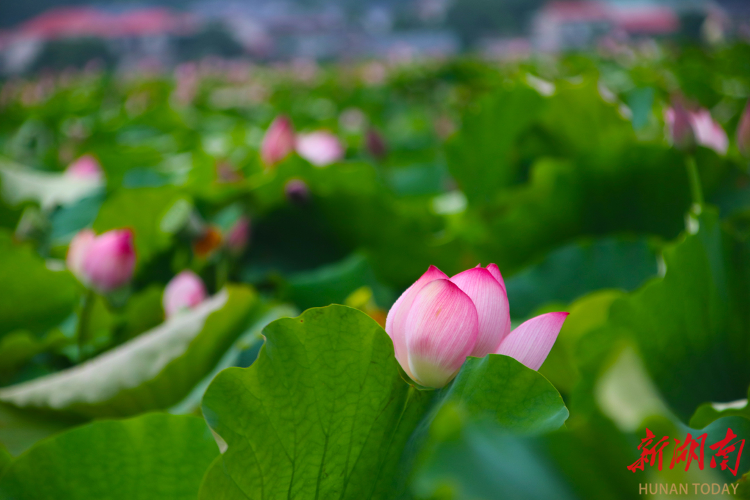 图集骤雨打新荷