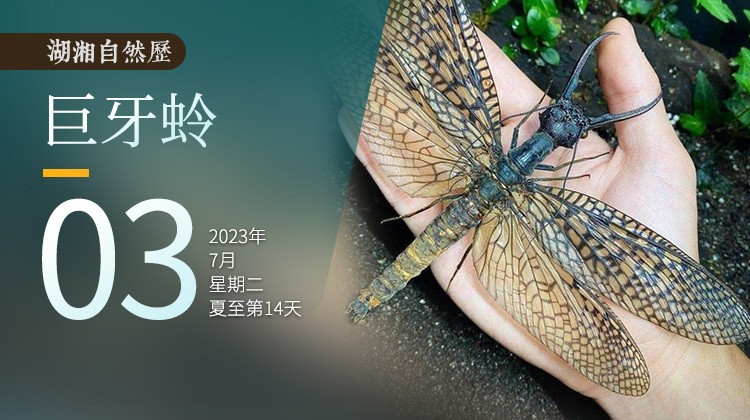 湖湘自然历｜虫声新透④用大牙，吓尿你