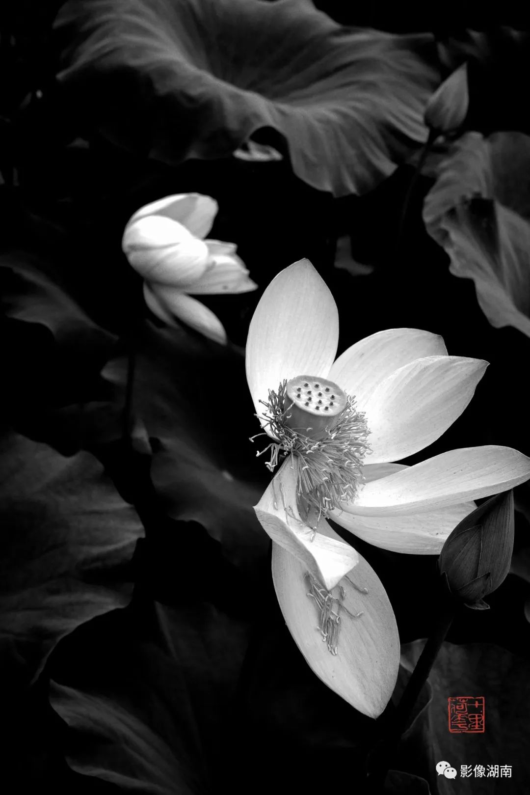 一组高对比黑白荷花图片:微妙的光影,优美的线条,充满质感