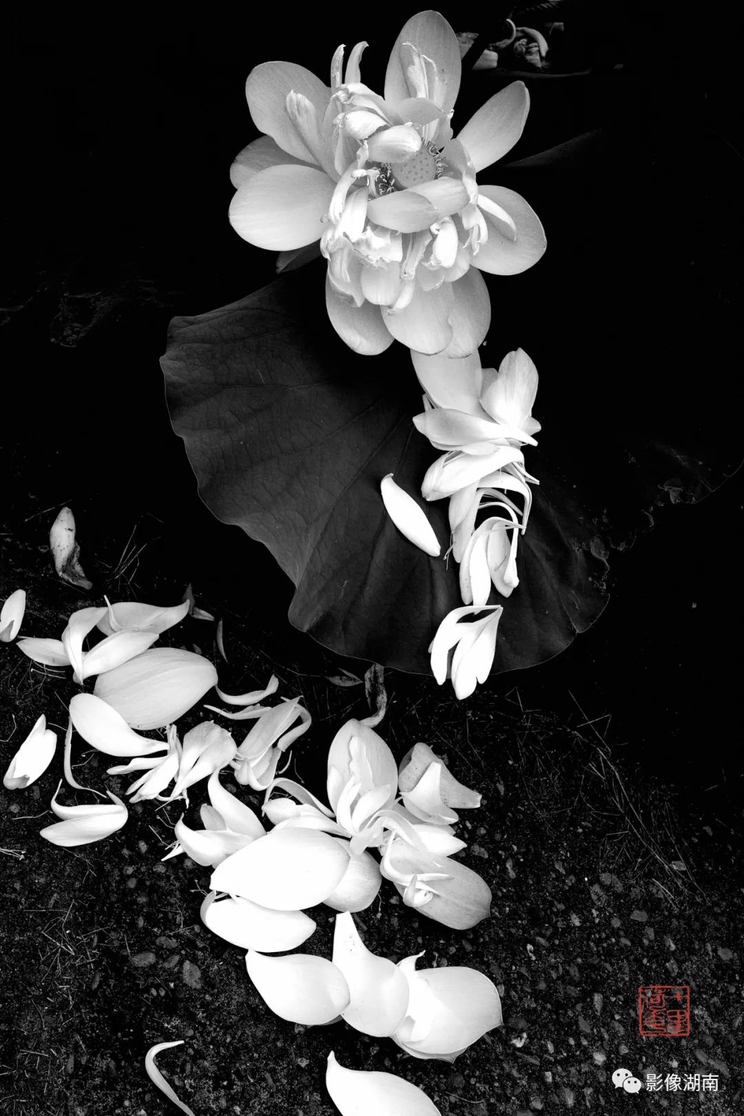 一组高对比黑白荷花图片:微妙的光影,优美的线条,充满质感