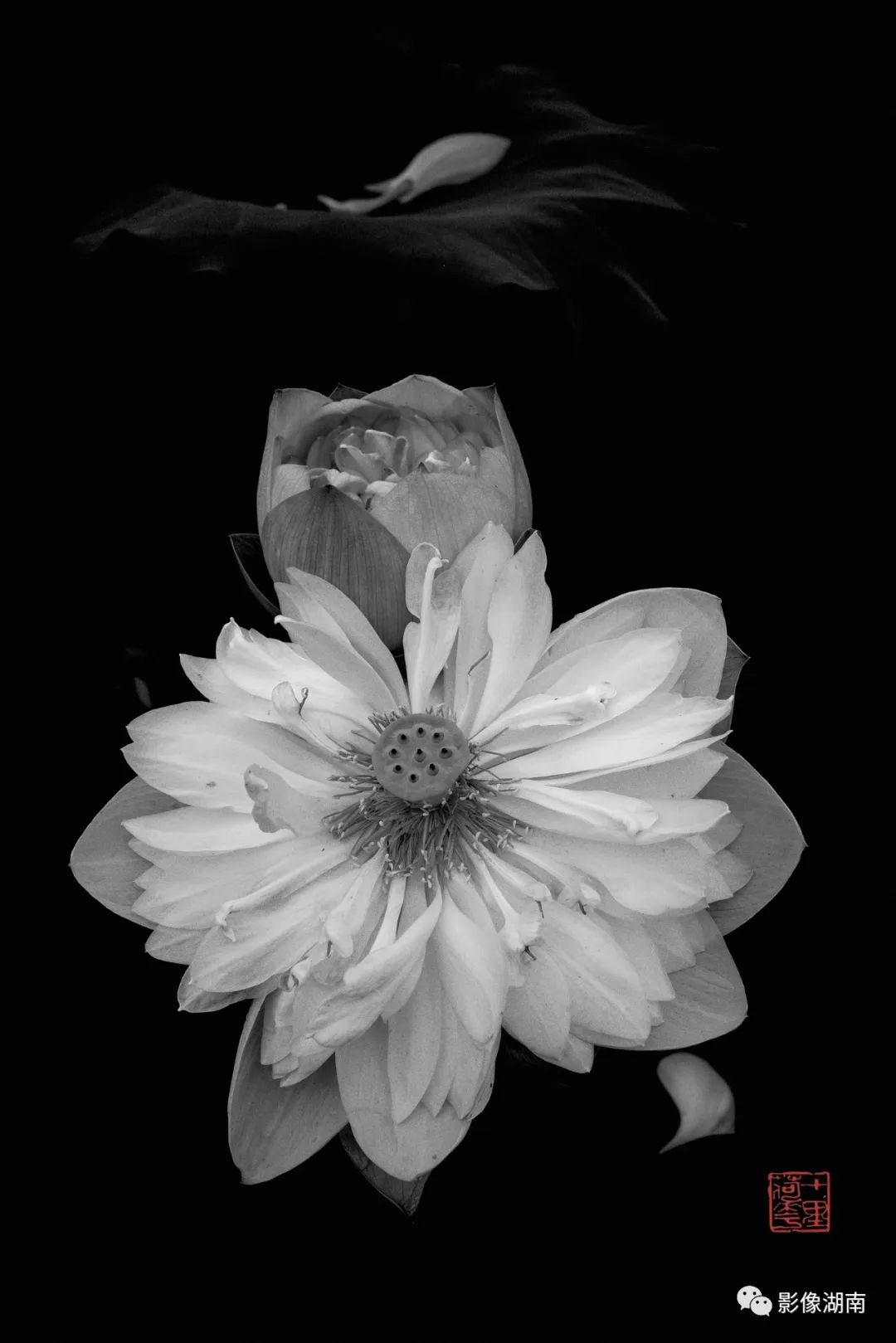 一组高对比黑白荷花图片:微妙的光影,优美的线条,充满质感-新湖南