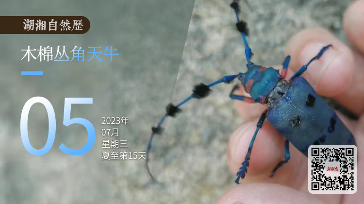 湖湘自然历|虫鸣夏日⑤谁家的宝宝，能“吃”垮一棵树