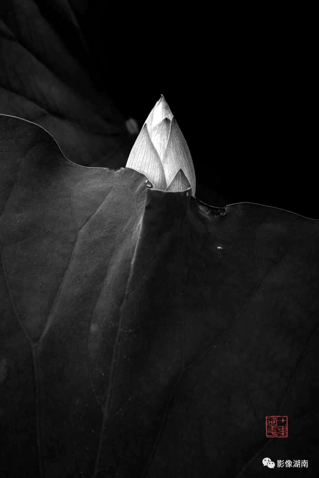 一组高对比黑白荷花图片:微妙的光影,优美的线条,充满质感-新湖南