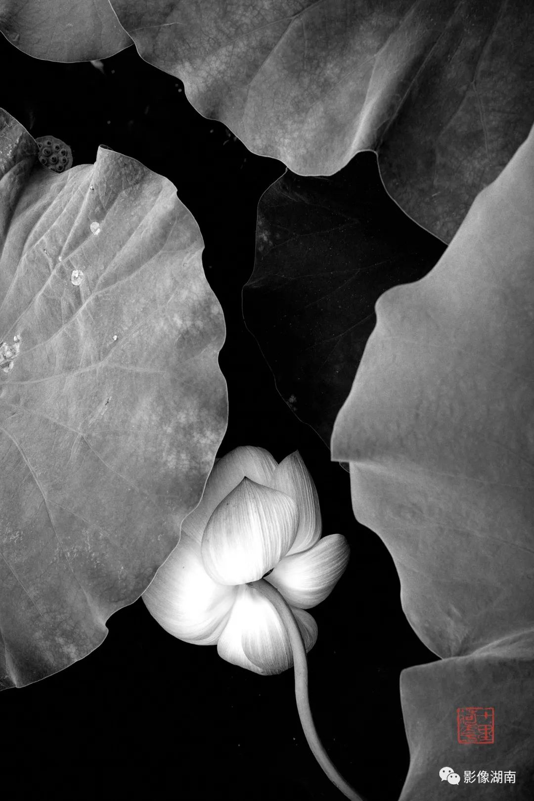 一组高对比黑白荷花图片:微妙的光影,优美的线条,充满质感-新湖南