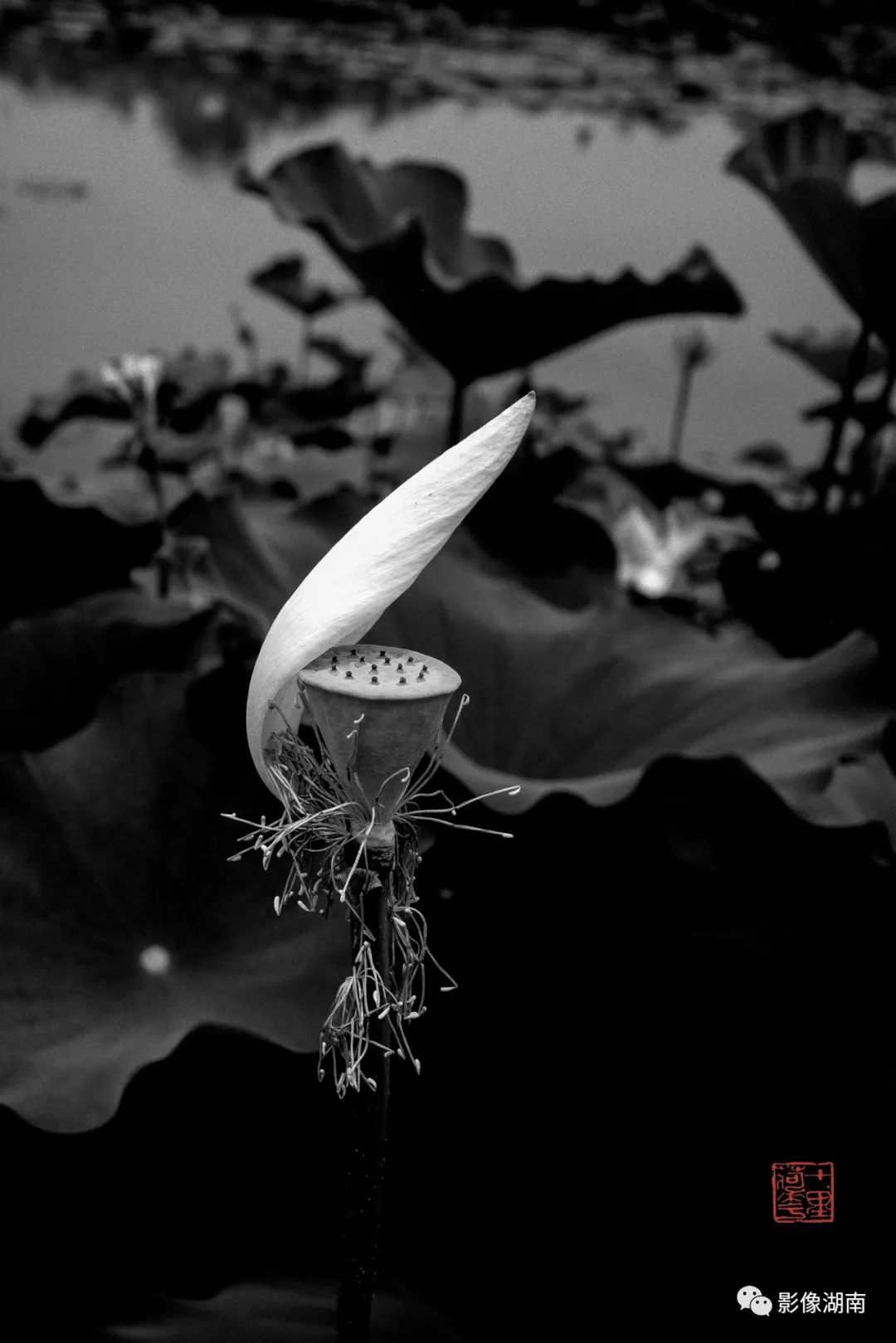 一组高对比黑白荷花图片:微妙的光影,优美的线条,充满质感-新湖南