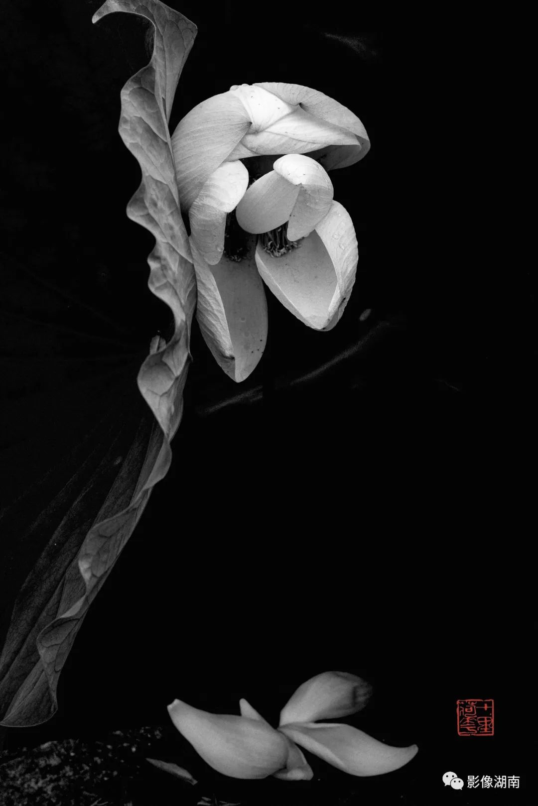一组高对比黑白荷花图片:微妙的光影,优美的线条,充满质感-新湖南
