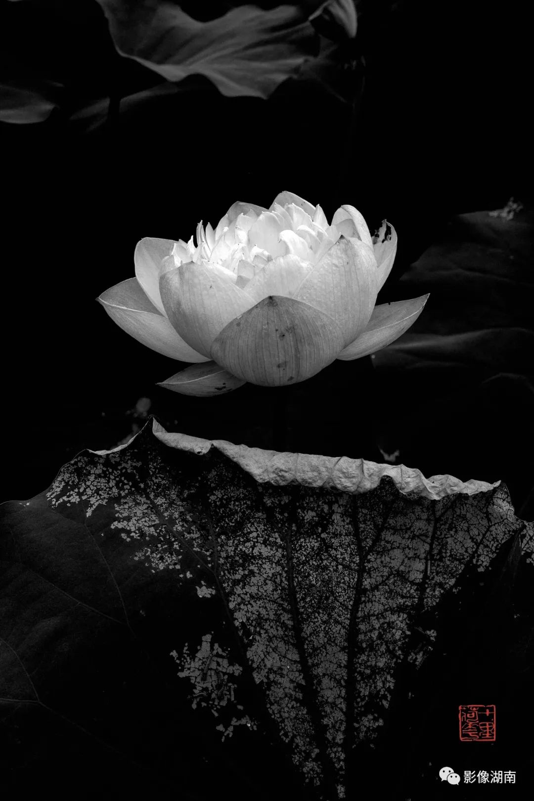 一组高对比黑白荷花图片:微妙的光影,优美的线条,充满质感-新湖南