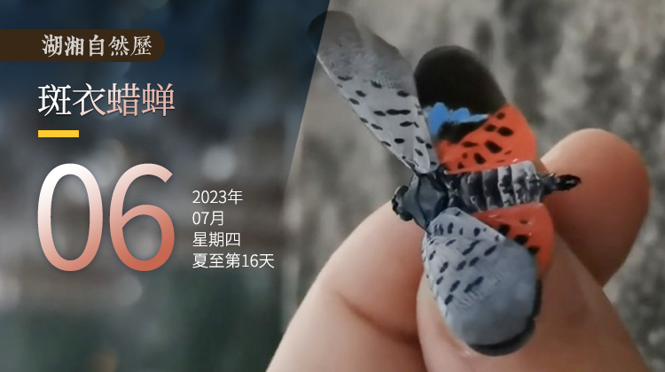 湖湘自然历｜虫鸣夏日⑥童年的“花姑娘”，你要去哪里？