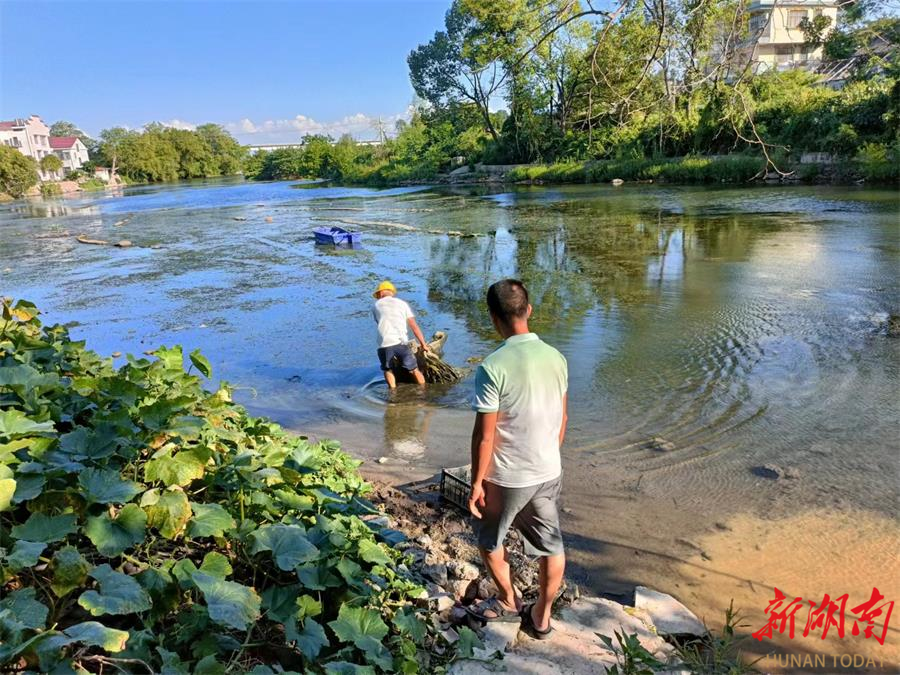 东安芦洪市镇:清地笼行动保河道清丽 