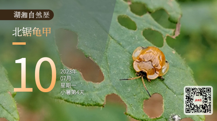 湖湘自然历｜虫鸣夏日⑩那个奇葩的幼崽，背着“屎盆子”出门玩