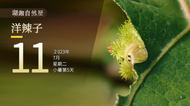 湖湘自然历｜虫鸣夏日⑪一只威猛的“小神兽”
