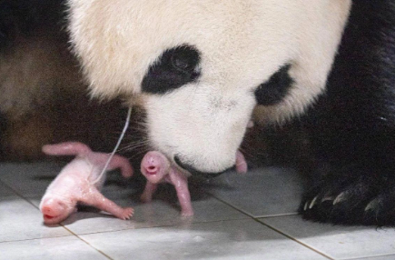 “明星夫妇”生了一对双胞胎 网友开启“起名模式”