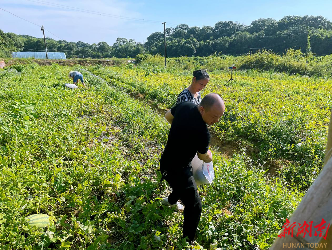 乌山街道:驻村工作队变身"卖瓜郎",群众增收展笑颜 - 新湖南客户端 - 