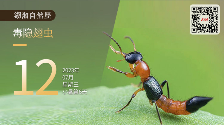 湖湘自然历｜虫鸣夏日⑫超毒“刁虫”，就在身边