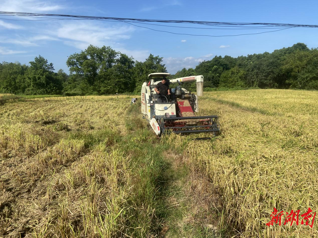 东安县白牙市镇早稻喜获丰收开镰收割