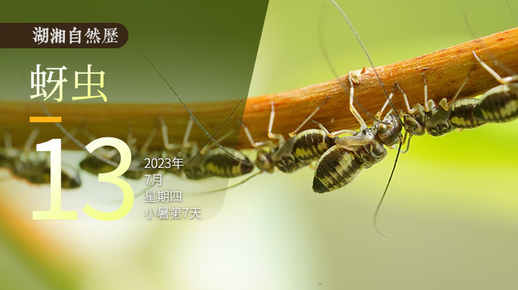 湖湘自然历丨虫鸣夏日⑬最危险的朋友