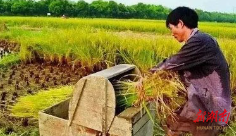 邵阳县28.82万亩早稻开镰收割_邵阳头条网