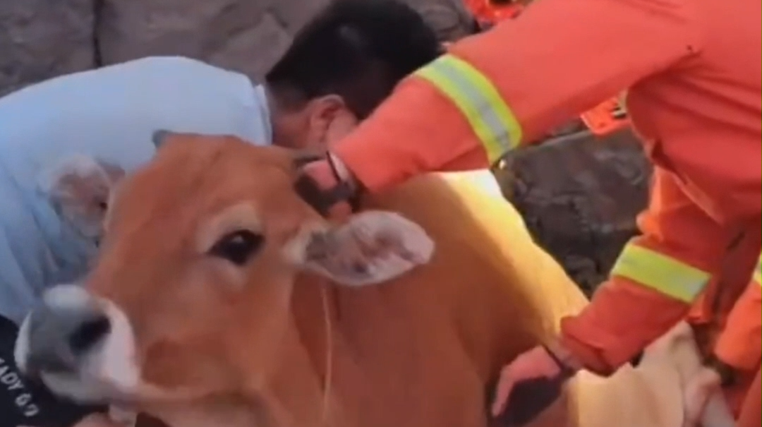 牛牛为吃草被卡山沟 消防员救出后还耍起“牛”脾气
